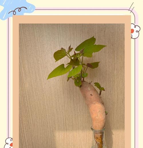 以水培红薯长果实的方法与技巧（探秘水培红薯的育苗、生长和结果过程，为家庭种植者提供指导）-第1张图片-绿意生活