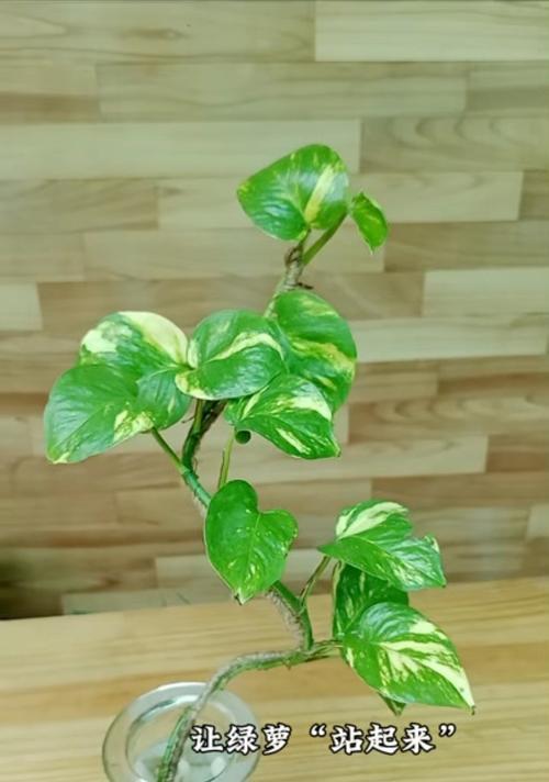 禄萝的培育及注意事项（以禄萝为主题，探索如何成功培育这种美丽的植物）-第2张图片-绿意生活