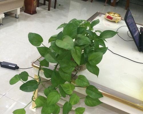 禄萝的培育及注意事项（以禄萝为主题，探索如何成功培育这种美丽的植物）-第3张图片-绿意生活