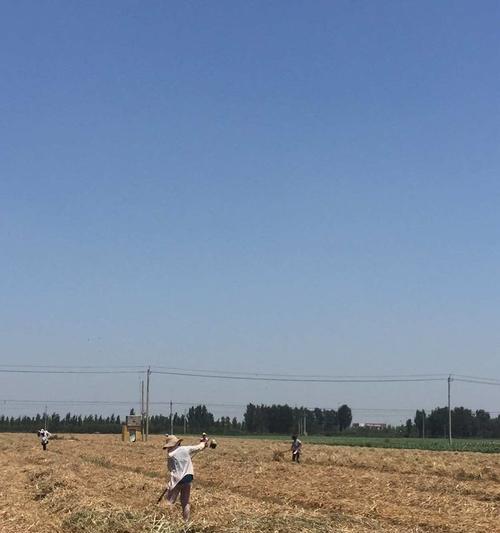 内蒙古燕麦收割季节探究（探寻内蒙古燕麦成熟期和收割时间）-第1张图片-绿意生活