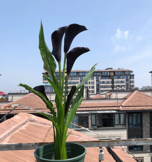 探秘马蹄莲的生长之路（从根茎到花朵，一一解读马蹄莲的特点）-第1张图片-绿意生活