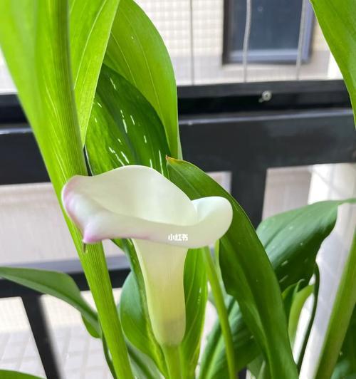 探秘马蹄莲的生长之路（从根茎到花朵，一一解读马蹄莲的特点）-第2张图片-绿意生活
