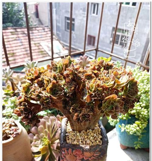 唐印换盆后的浇水技巧（唐印盆栽爱好者必看的浇水指南）-第2张图片-绿意生活