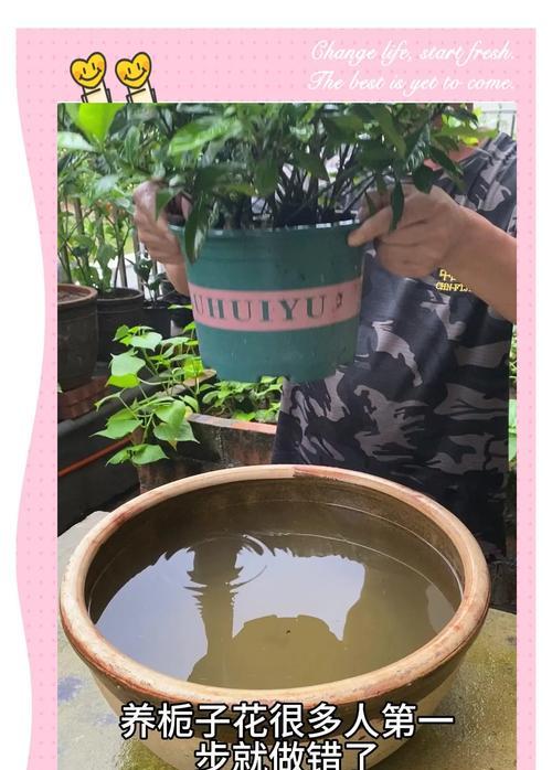 桅子花室内养殖全攻略（打造温馨室内花园，一起品味桅子花的美丽）-第2张图片-绿意生活
