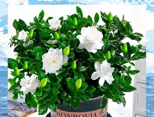 桅子花室内养殖全攻略（打造温馨室内花园，一起品味桅子花的美丽）-第3张图片-绿意生活