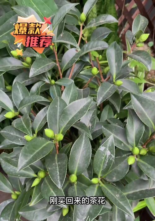 如何应对地栽茶花大量落叶问题（解决茶花落叶问题的有效方法）-第2张图片-绿意生活