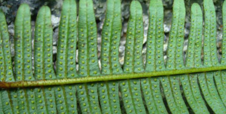 里白是蕨类植物吗？（科学家揭开里白真正身份）-第1张图片-绿意生活