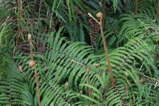 里白是蕨类植物吗？（科学家揭开里白真正身份）-第2张图片-绿意生活