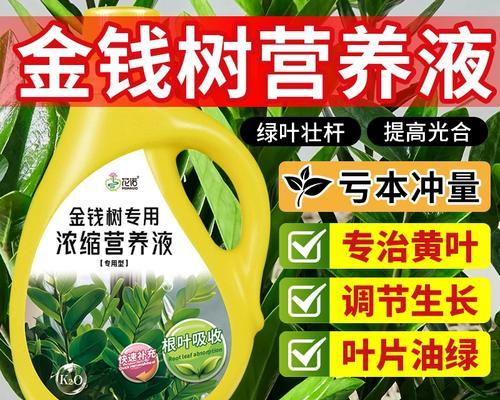 摇钱树叶子脏了怎么办？-第3张图片-绿意生活