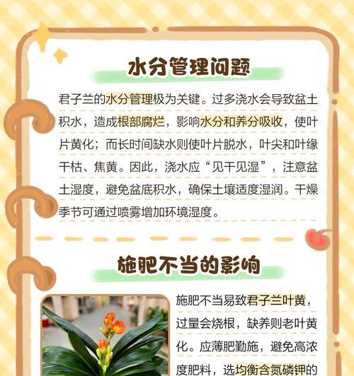 君子兰叶子向下生长的原因及机制（揭开君子兰叶子下垂的神秘面纱）-第2张图片-绿意生活