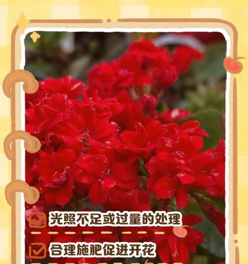 长寿花放窗台不开花的原因及应对方法（探究长寿花不开花的原因，提供养护技巧让长寿花绽放绚丽的花朵）-第2张图片-绿意生活