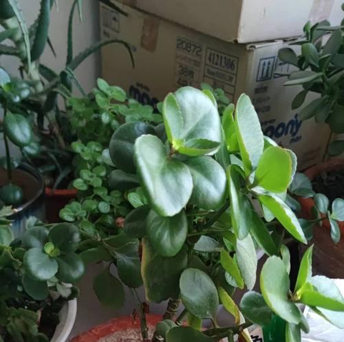 长寿花放窗台不开花的原因及应对方法（探究长寿花不开花的原因，提供养护技巧让长寿花绽放绚丽的花朵）-第3张图片-绿意生活