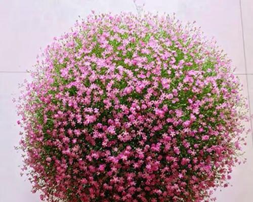 满天星光长叶子不开花的原因和解决方法（满天星光长叶子不开花，如何解决？）-第3张图片-绿意生活