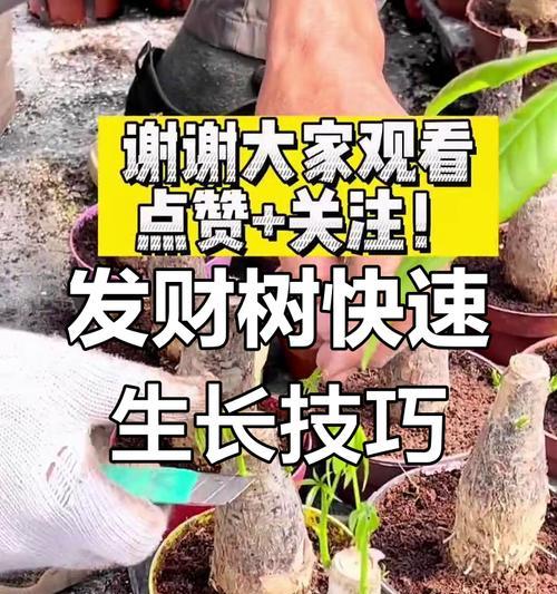 发财树繁殖的秘诀（掌握这些关键步骤，让你的发财树茁壮成长！）-第1张图片-绿意生活