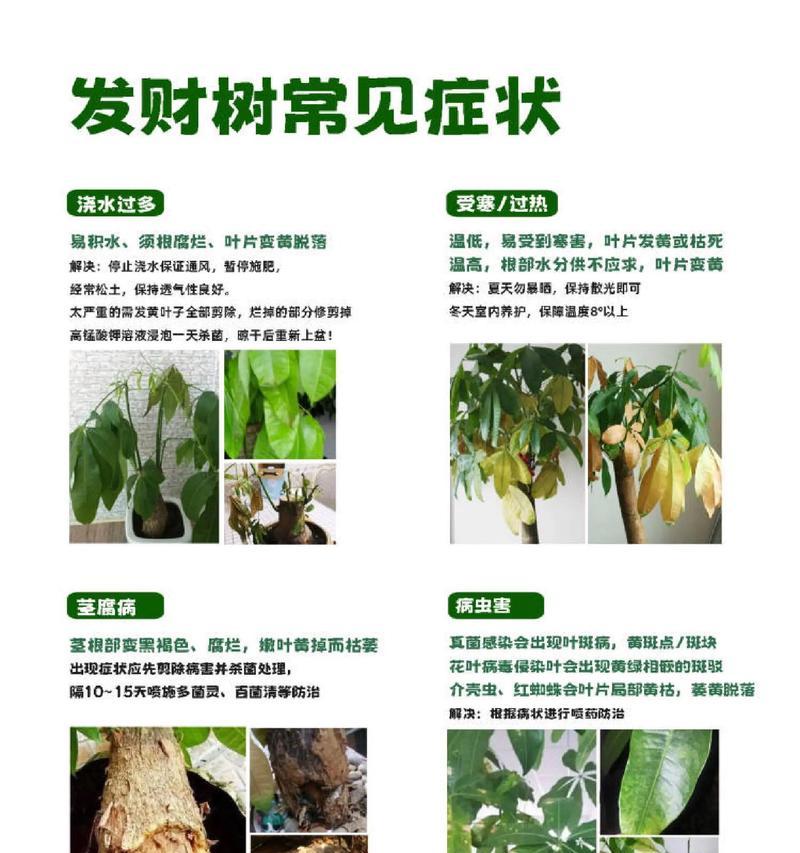 发财树繁殖的秘诀（掌握这些关键步骤，让你的发财树茁壮成长！）-第2张图片-绿意生活