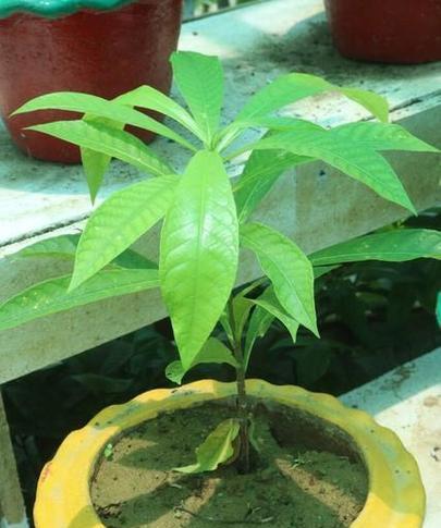 发财树繁殖的秘诀（掌握这些关键步骤，让你的发财树茁壮成长！）-第3张图片-绿意生活