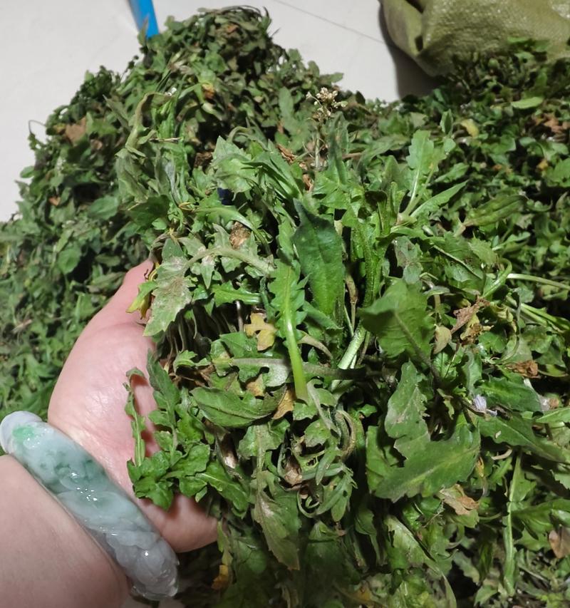 探究芥菜的生长特点与营养价值（从种植到餐桌，了解芥菜的秘密）-第1张图片-绿意生活