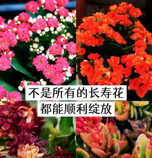 长寿花叶子有洞，如何进行药物治疗？（针对长寿花叶子有洞的药物治疗方法及注意事项）-第1张图片-绿意生活