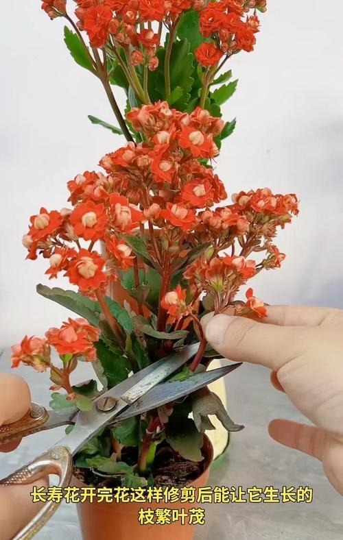 长寿花叶子有洞，如何进行药物治疗？（针对长寿花叶子有洞的药物治疗方法及注意事项）-第3张图片-绿意生活
