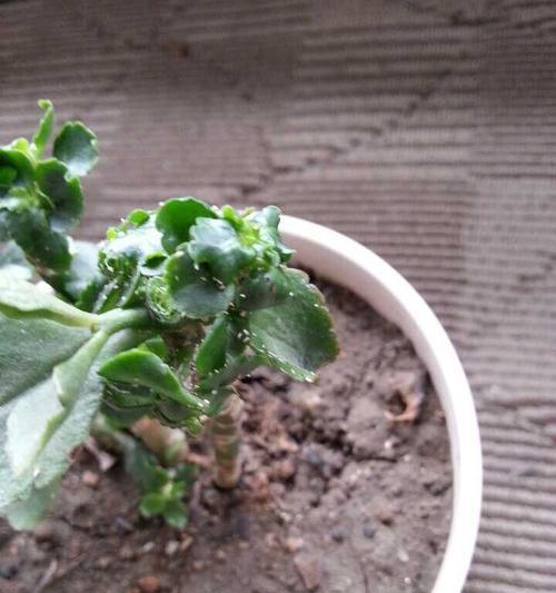 长寿花叶子有洞，如何进行药物治疗？（针对长寿花叶子有洞的药物治疗方法及注意事项）-第2张图片-绿意生活