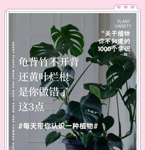 龟背竹烂叶子应该如何处理？（龟背竹烂叶子的危害及解决方法）-第2张图片-绿意生活