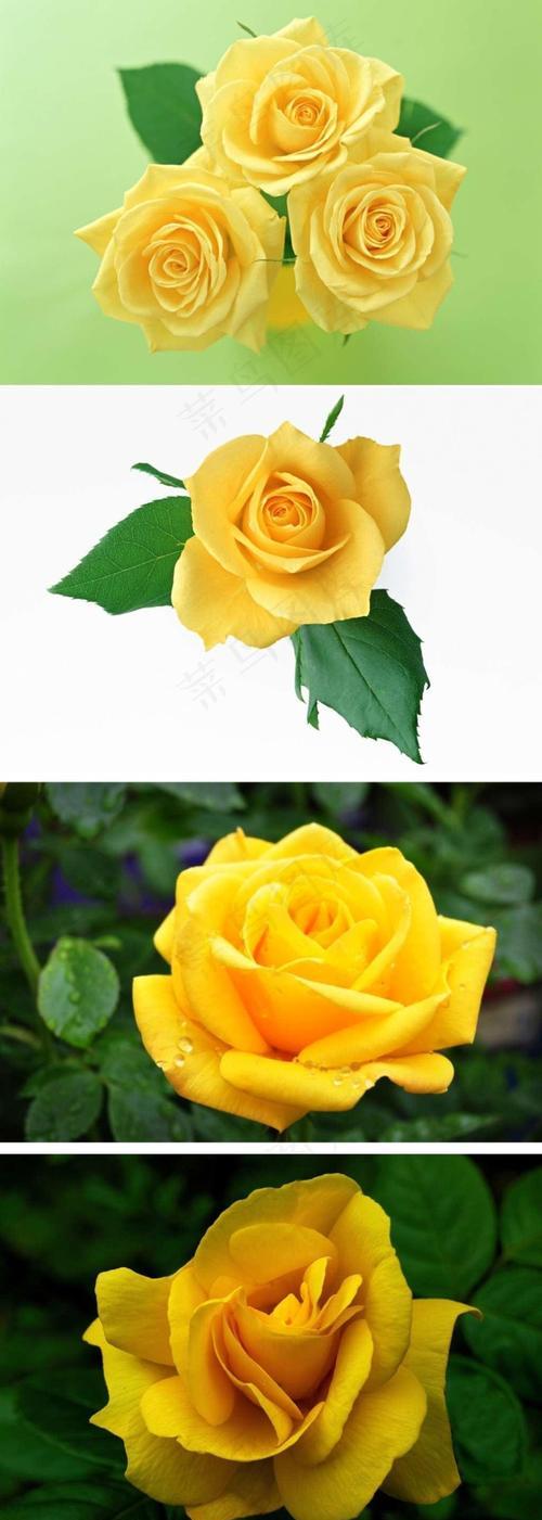 黄色玫瑰花的养殖技巧及注意事项（黄色玫瑰花养护要点，轻松培育芳香花海）-第1张图片-绿意生活