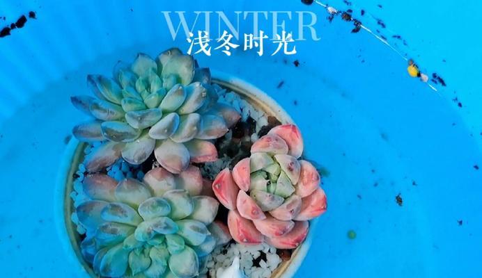 以肉肉花怎么浇（营养、湿度、光照，打造肉肉花的完美生长环境）-第2张图片-绿意生活