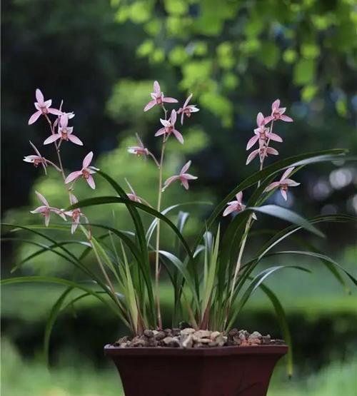 探秘优秀兰花的品种和特点（解析兰花的分类及特征，揭秘高品质兰花的奥秘）-第1张图片-绿意生活