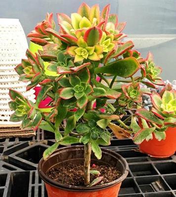 多肉莲花掌的养护技巧（打造美丽多肉花园的秘诀）-第2张图片-绿意生活