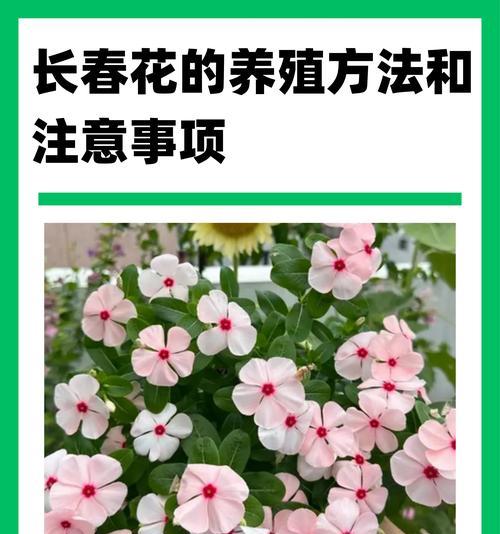 如何正确修剪长春花的枝叶（掌握正确技巧，让长春花更美丽茁壮）-第1张图片-绿意生活