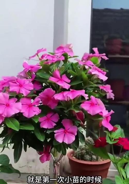 如何正确修剪长春花的枝叶（掌握正确技巧，让长春花更美丽茁壮）-第3张图片-绿意生活