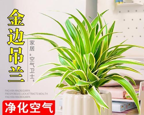 金边吊兰盆栽技巧详解（如何选择合适的盆？）-第2张图片-绿意生活