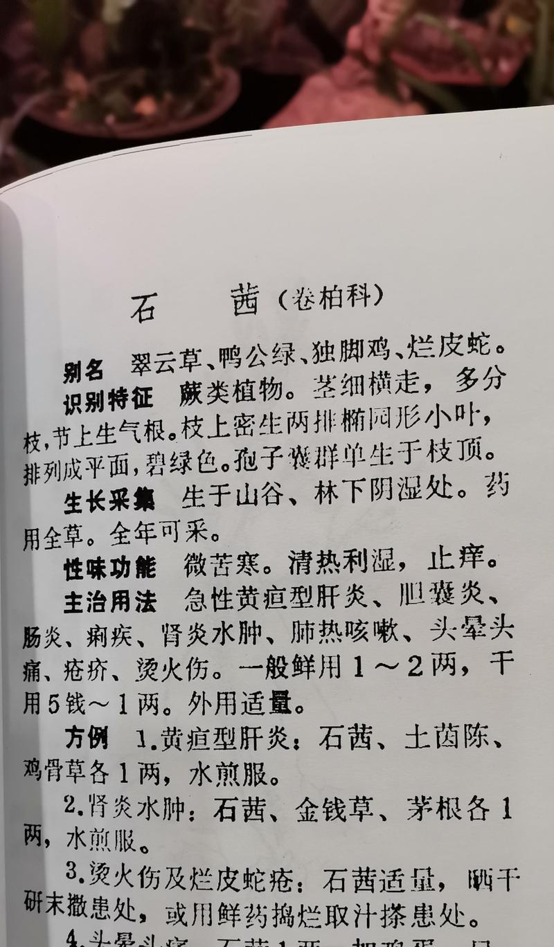 翠云草叶子发黑的原因及处理方法（保护翠云草，让叶子重现生机）-第1张图片-绿意生活