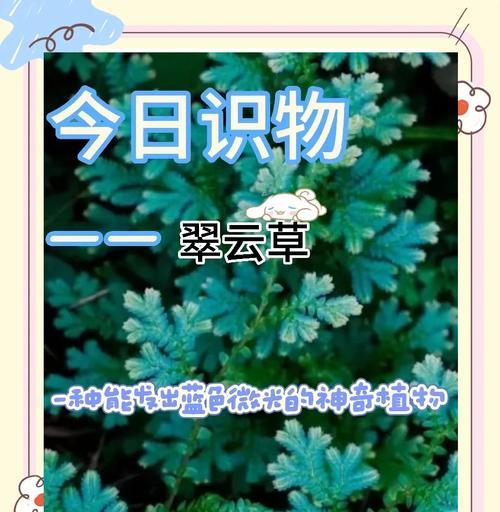 翠云草叶子发黑的原因及处理方法（保护翠云草，让叶子重现生机）-第2张图片-绿意生活