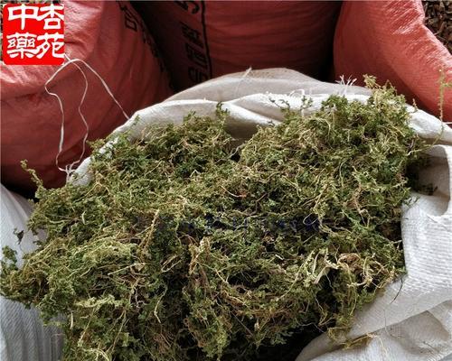 翠云草叶子发黑的原因及处理方法（保护翠云草，让叶子重现生机）-第3张图片-绿意生活