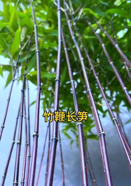 探秘紫竹子的养殖技巧（打造绿意盎然的紫竹子园林）-第1张图片-绿意生活