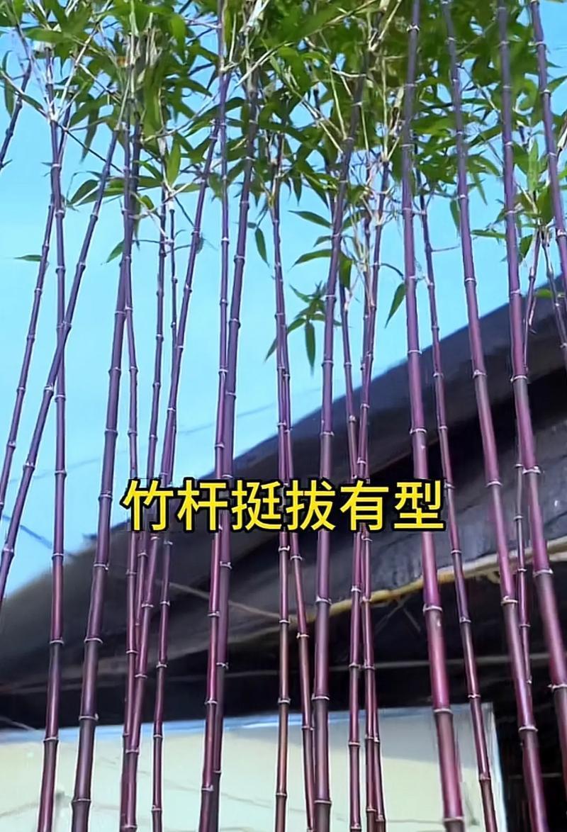 探秘紫竹子的养殖技巧（打造绿意盎然的紫竹子园林）-第3张图片-绿意生活