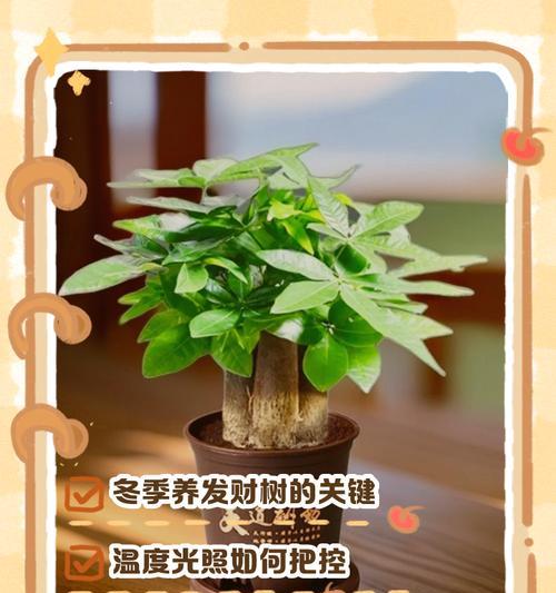 室内发财树过冬指南（以发财树在屋里怎么过冬为主题的全面指南）-第3张图片-绿意生活