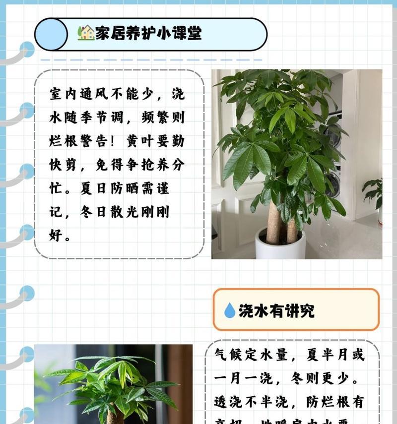 室内发财树过冬指南（以发财树在屋里怎么过冬为主题的全面指南）-第2张图片-绿意生活
