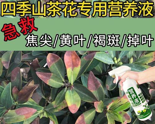 山茶花落叶怎么办？赋予你的花园恢复新生的方法（轻松应对山茶花落叶的秘诀，让你的花园绽放生机）-第1张图片-绿意生活