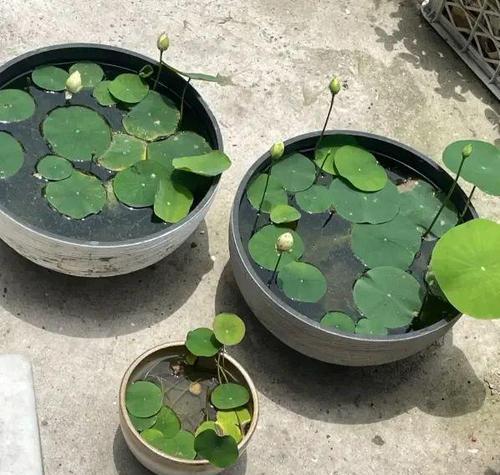 以碗莲的土如何处理？（有效利用以碗莲的土的方法和技巧）-第2张图片-绿意生活