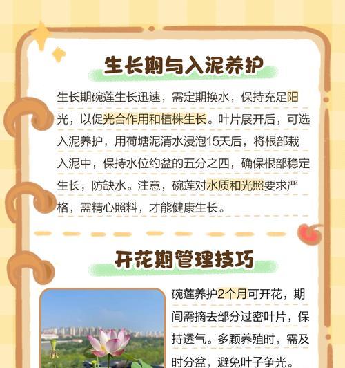 以碗莲的土如何处理？（有效利用以碗莲的土的方法和技巧）-第1张图片-绿意生活