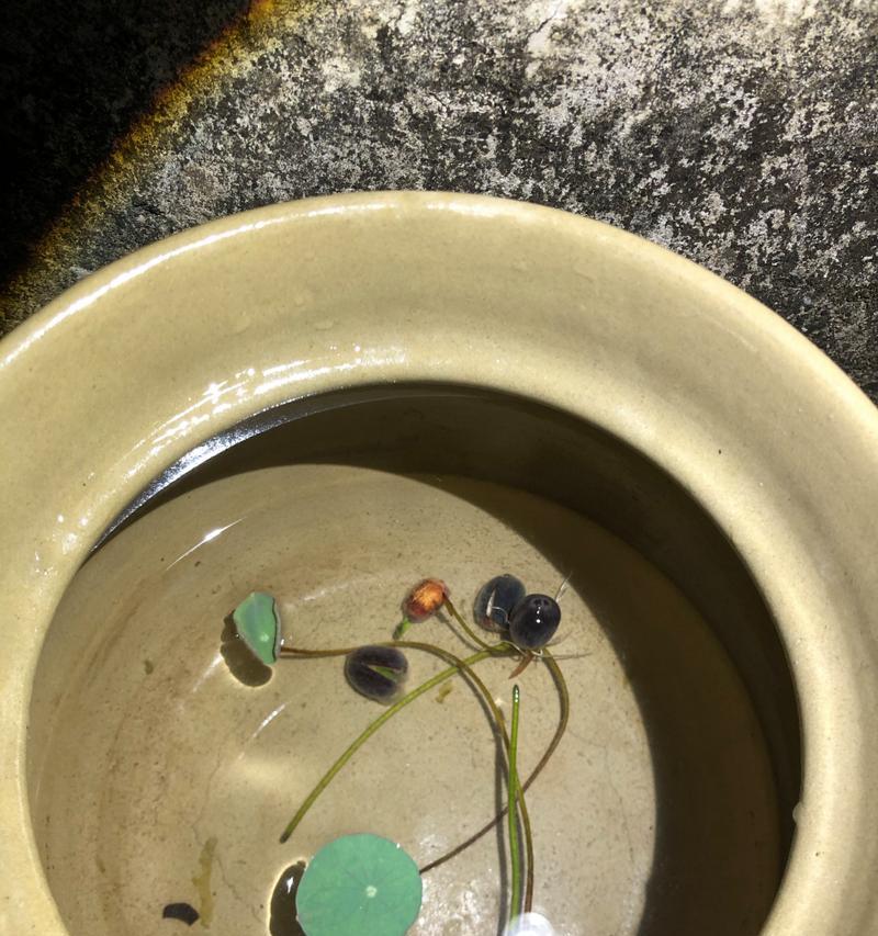 以碗莲的土如何处理？（有效利用以碗莲的土的方法和技巧）-第3张图片-绿意生活