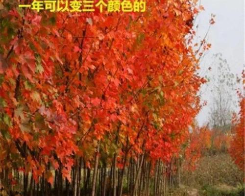 红枫种子发芽时间及关键因素分析（多久发芽？如何促进红枫种子的发芽？）-第1张图片-绿意生活
