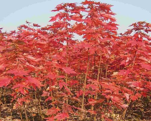 红枫种子发芽时间及关键因素分析（多久发芽？如何促进红枫种子的发芽？）-第2张图片-绿意生活