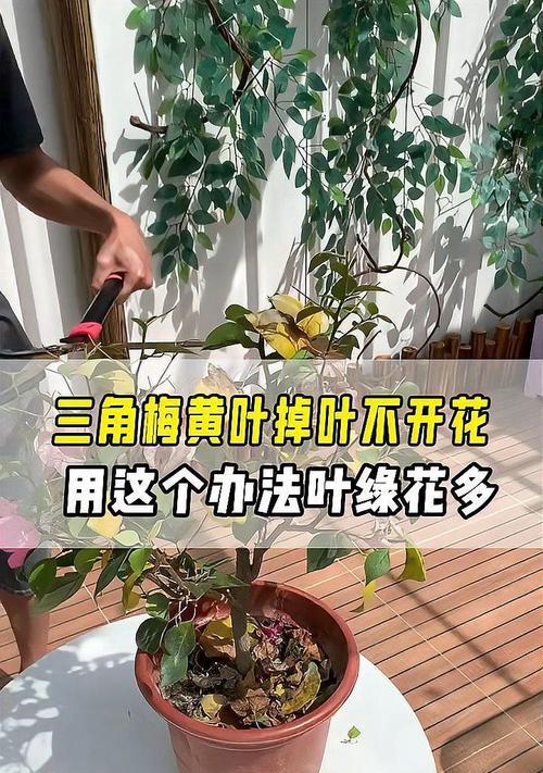 三角梅烂叶子的原因及处理方法（预防三角梅烂叶子的小技巧）-第2张图片-绿意生活