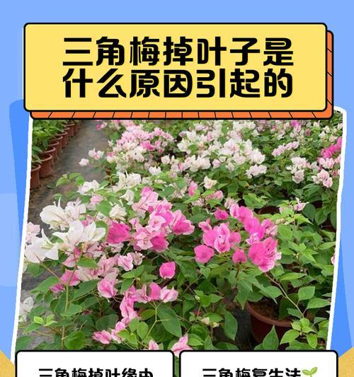 三角梅烂叶子的原因及处理方法（预防三角梅烂叶子的小技巧）-第3张图片-绿意生活