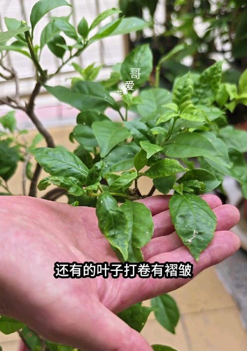 三角梅烂叶子的原因及处理方法（预防三角梅烂叶子的小技巧）-第1张图片-绿意生活