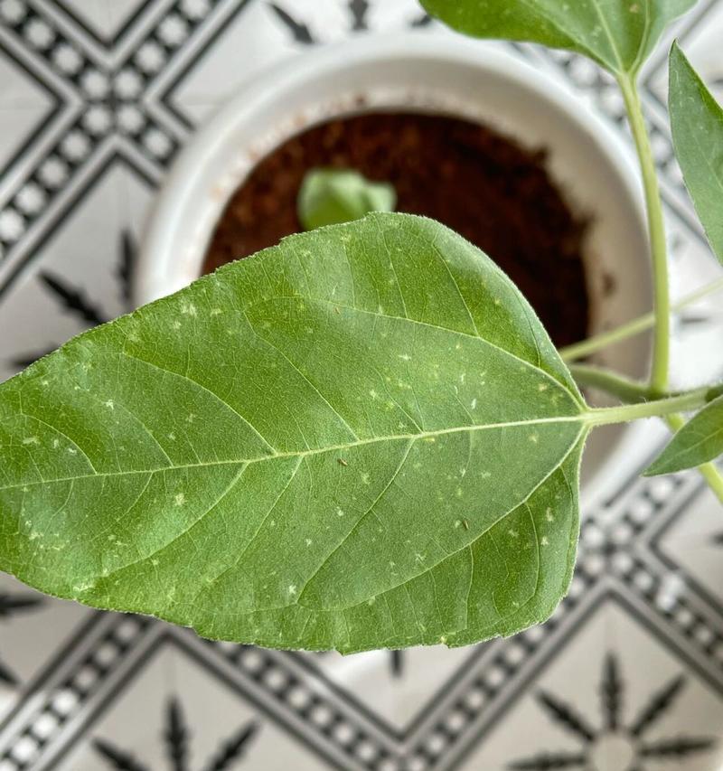 花叶子上的白点该如何处理？（白点问题解决方法，让花草重新焕发生机）-第1张图片-绿意生活