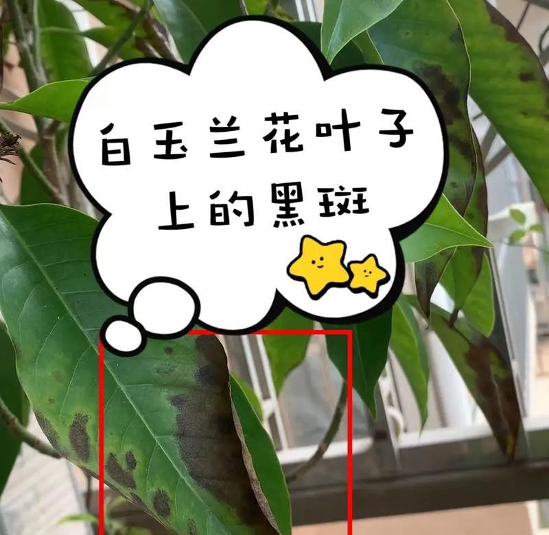 花叶子上的白点该如何处理？（白点问题解决方法，让花草重新焕发生机）-第3张图片-绿意生活